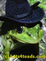/home//u458753944/public_html/sourcegallery//Frogs/More bullfrogs/P8170151.JPG